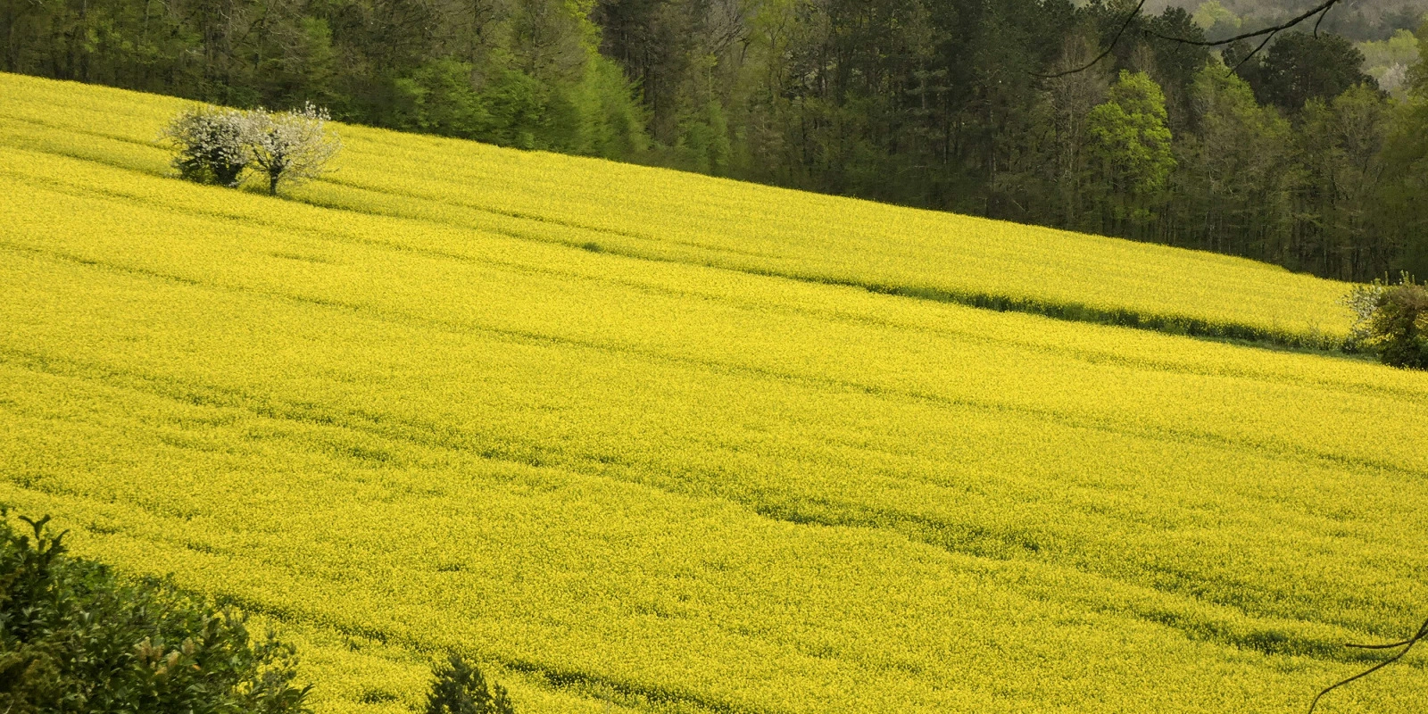 BUT GIM Chartres : Avantages et Débouchés